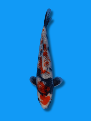 Unique Kage Hi Shiro Utsuri | Koi&Co.